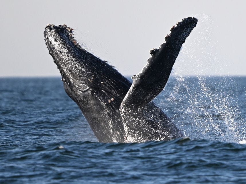 video-showed-a-humpback-whale-smashing-into-and-capsizing-a-boat-biologists-say-the-whale-was-likely-just-feeding.