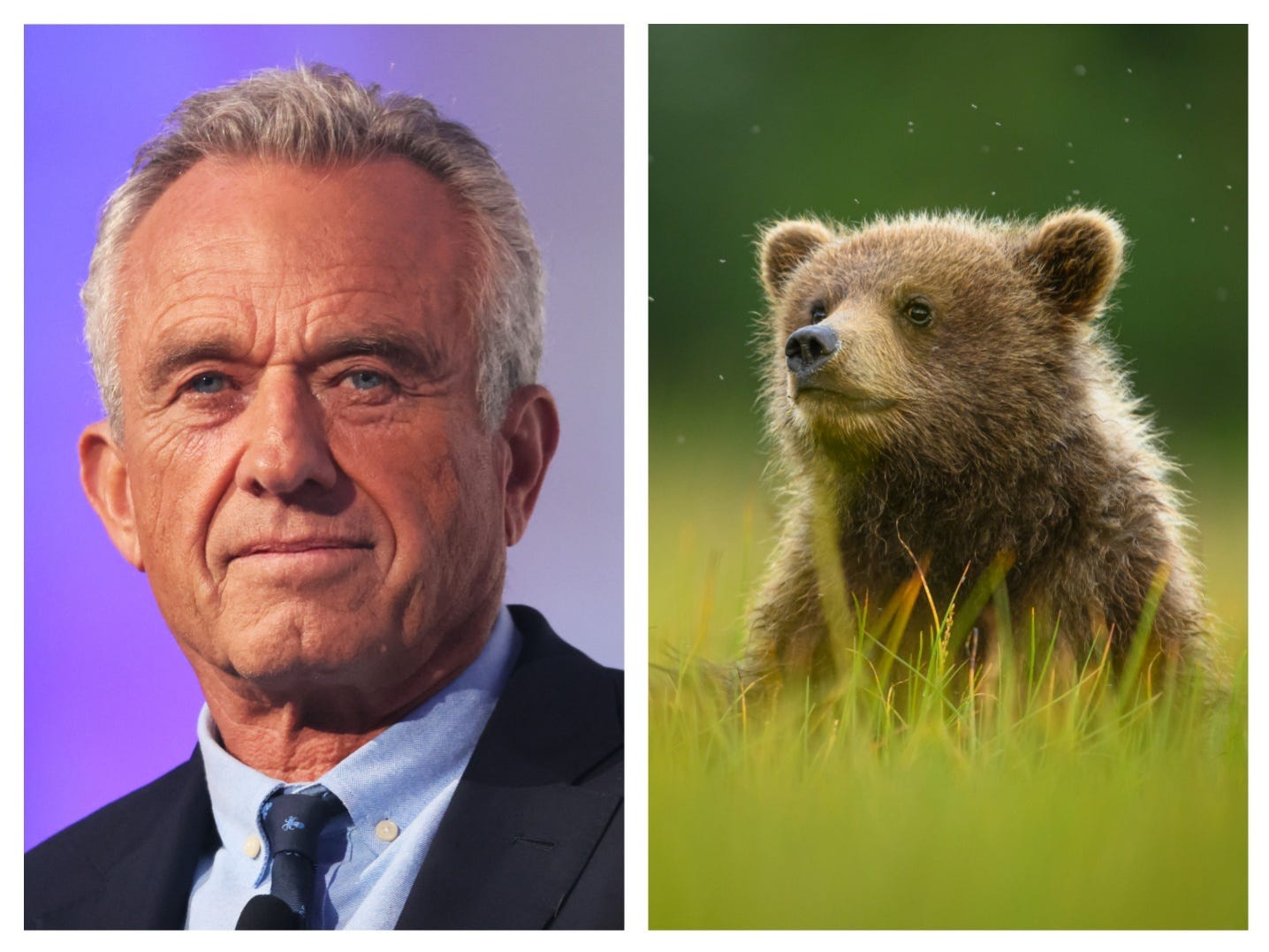 rfk-jr.-says-he-planned-to-skin-a-dead-bear-cub-after-it-was-hit-by-a-van-but-later-dumped-it-in-central-park