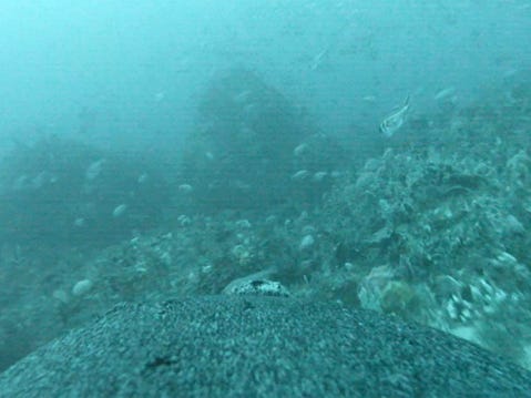 sea-lions-with-cameras-got-stunning-video-of-never-before-seen-habitats-on-the-ocean-floor,-surprising-scientists